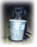 labrador